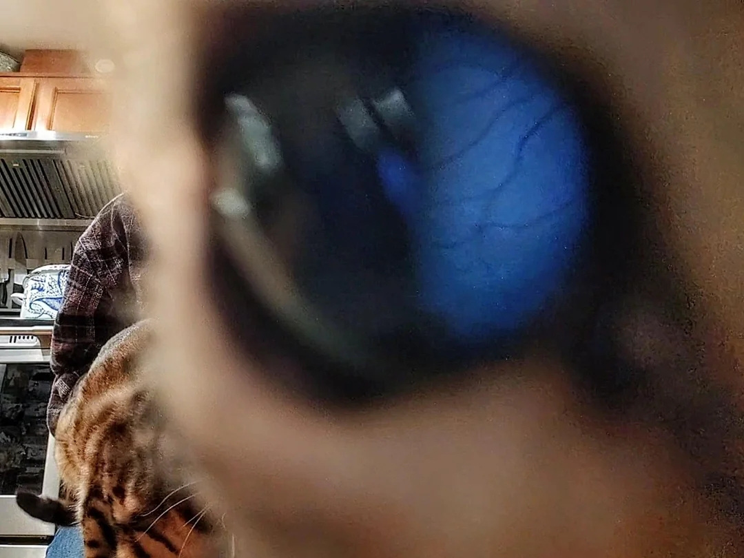 Close-up of a cat's oculus  with a reflection, revealing a room  and a blurred idiosyncratic   successful  the background