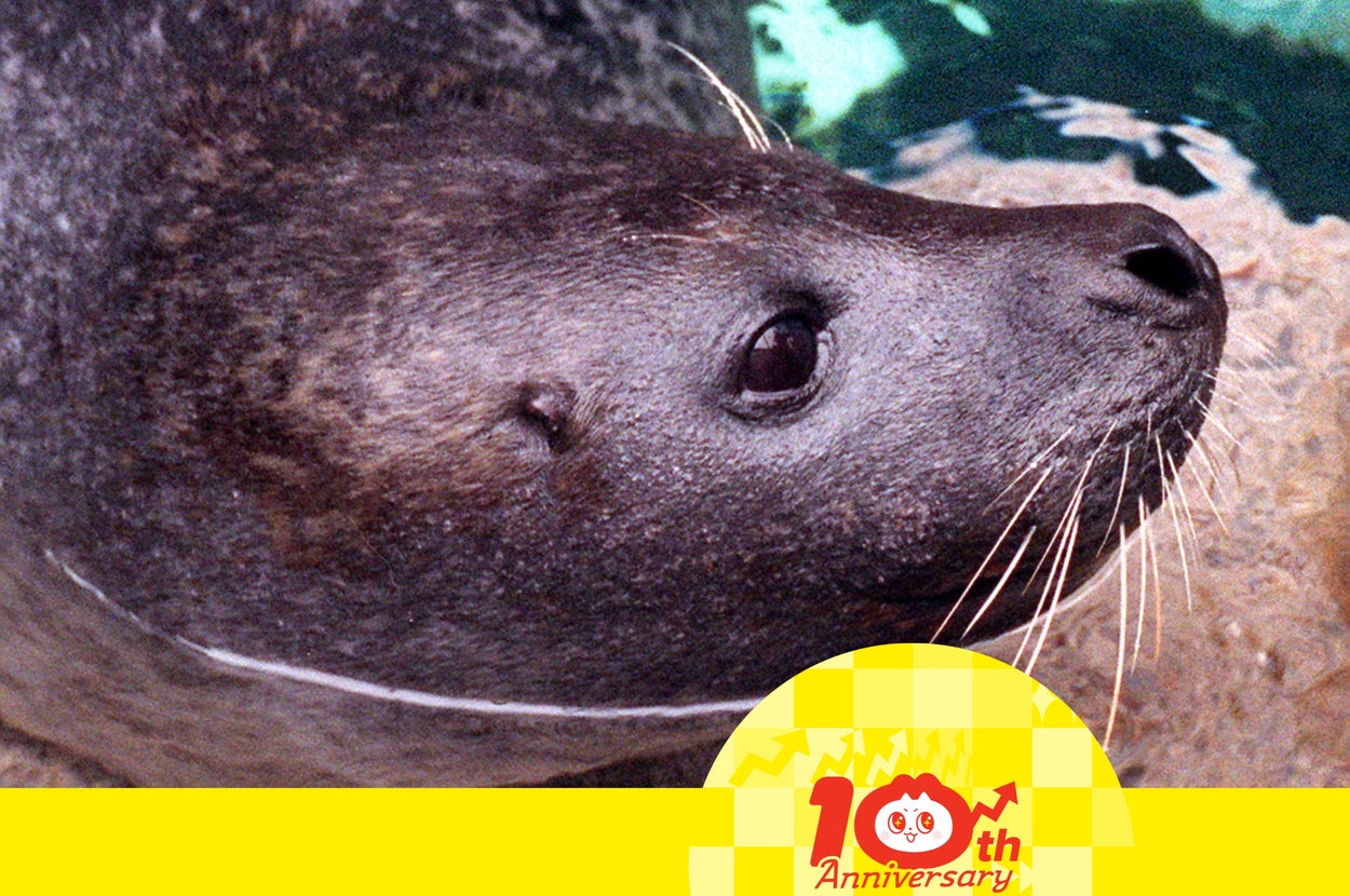 ゼニガタアザラシのレゲエ