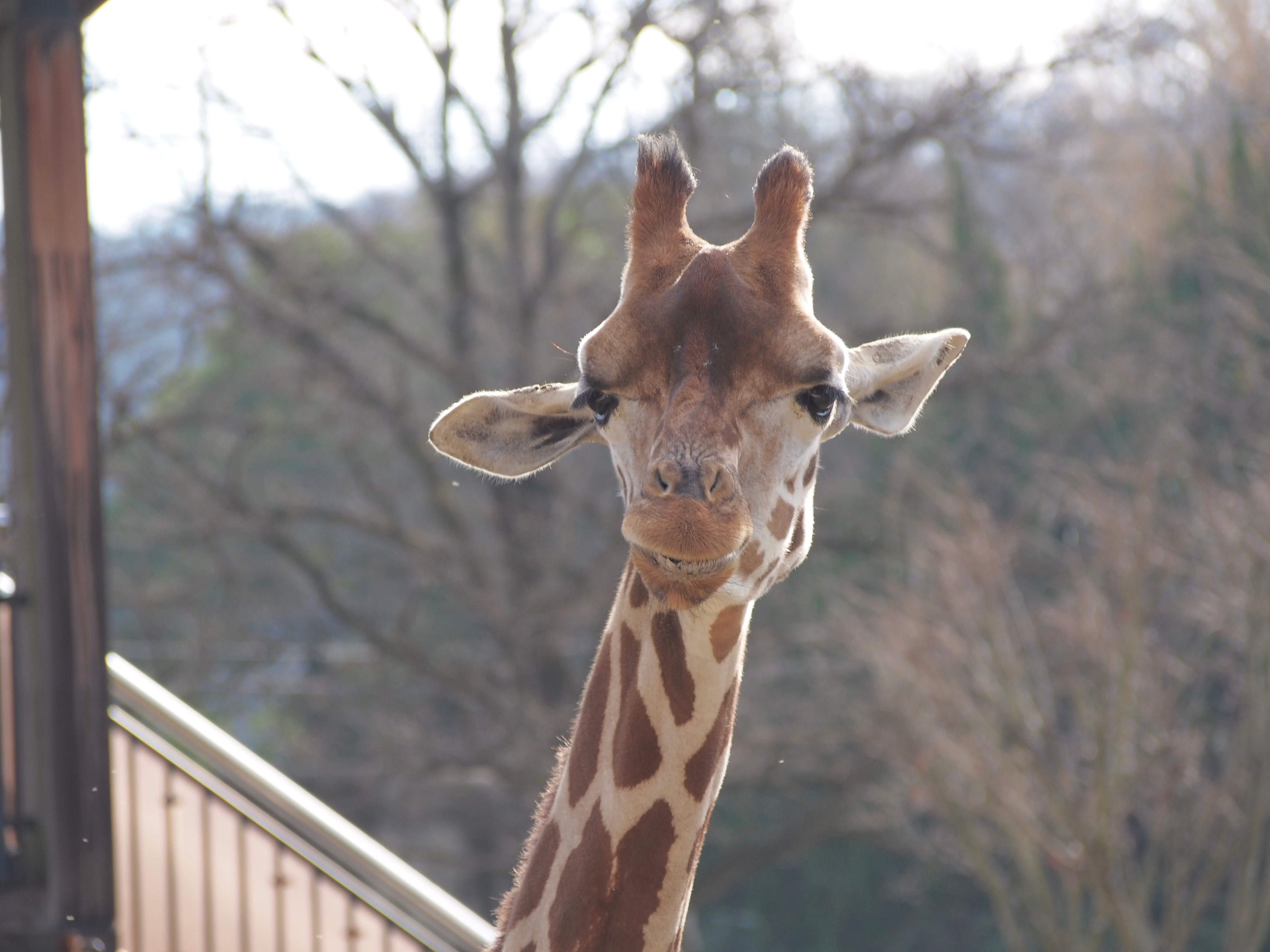 アミメキリンのユウヒ（福山市立動物園[公式]のXアカウントより）
