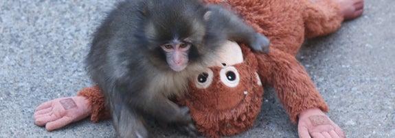ニホンザルの「パンチ」くん