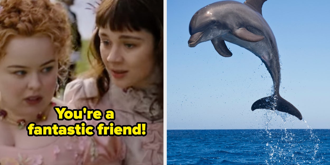 Choose One Animal From Each Category And I'll Pay You A Compliment!