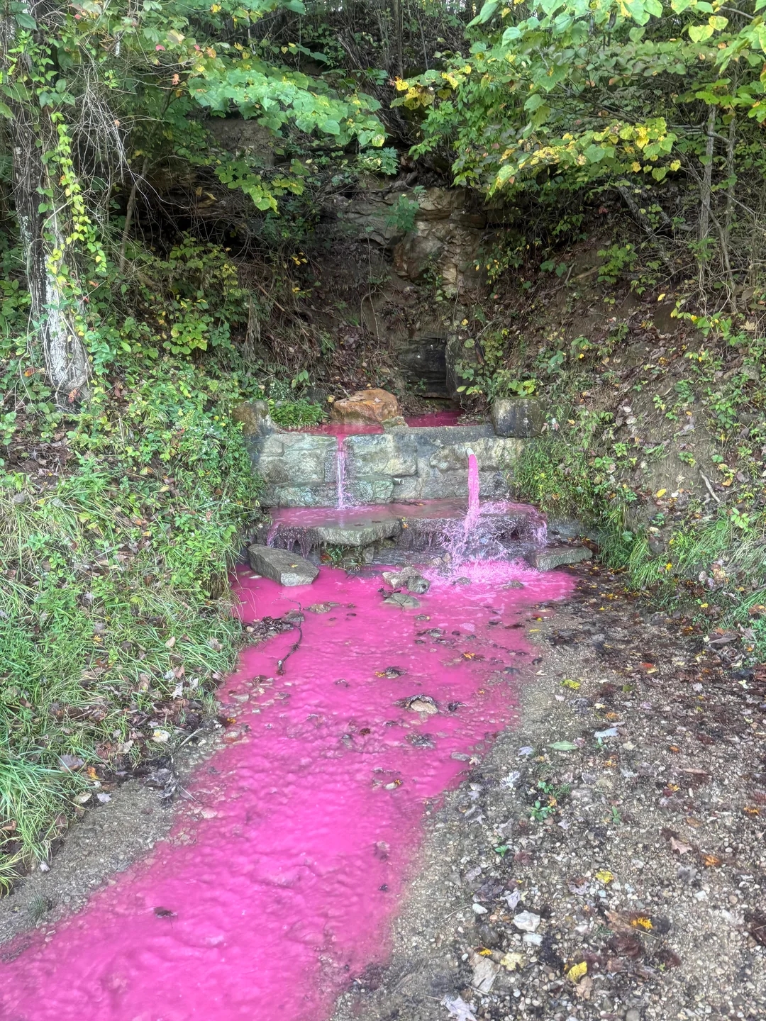 A tiny  waterfall with pinkish  h2o  flows into a watercourse  surrounded by greenery and woodland