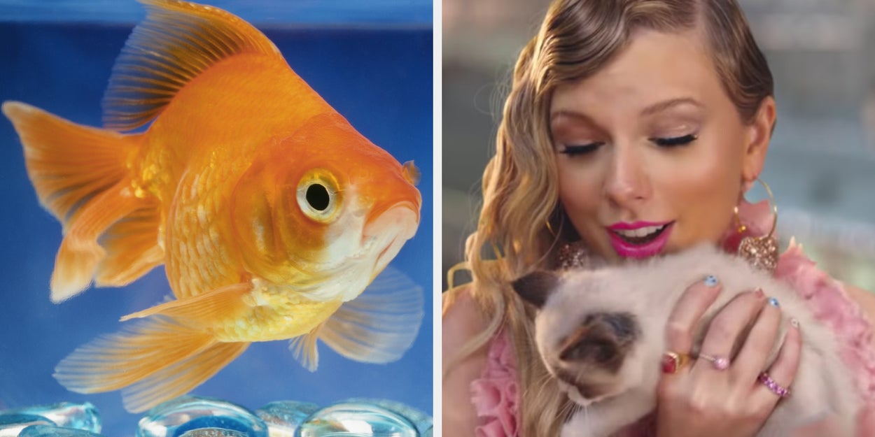 Which Household Pet Best Describes You?