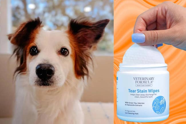 A dog and a container of tear stain wipes are shown. A hand holds an open wipe from the container labeled for pets with green tea and cucumber extracts