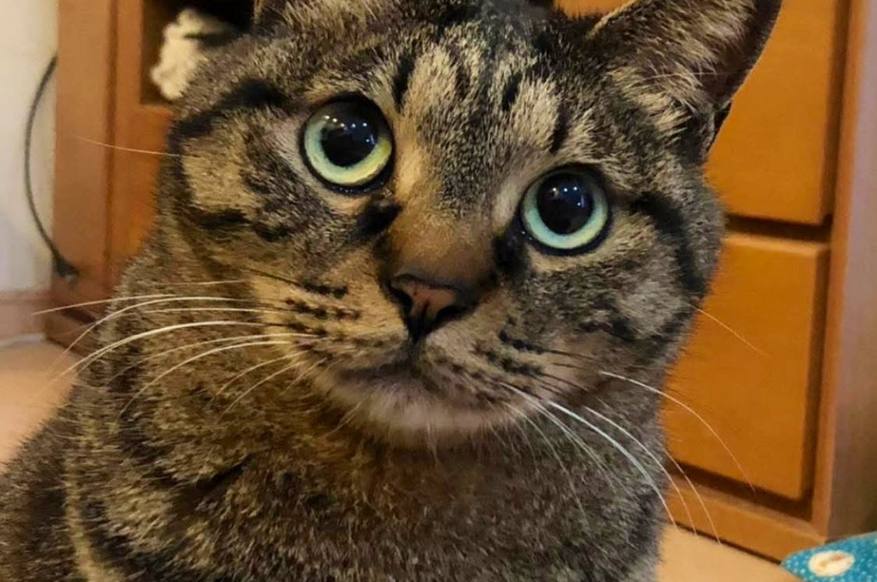 キジ猫のフクくん / なみおさん（@wavemomchan）のXより