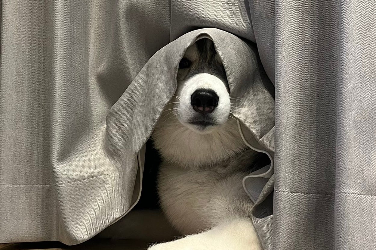 カーテンの裏側がお気に入りなレオくん（ルーナ?レオさんのXアカウントより）