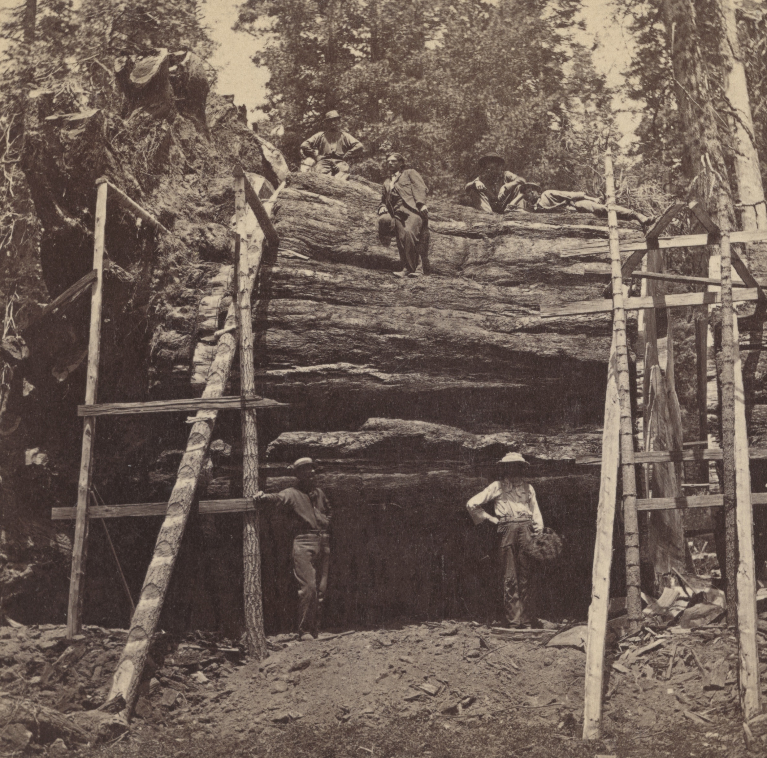 Historical photograph   of radical   posing connected  and astir   a ample  fallen histrion   successful  a forest, with makeshift scaffolding supporting the trunk