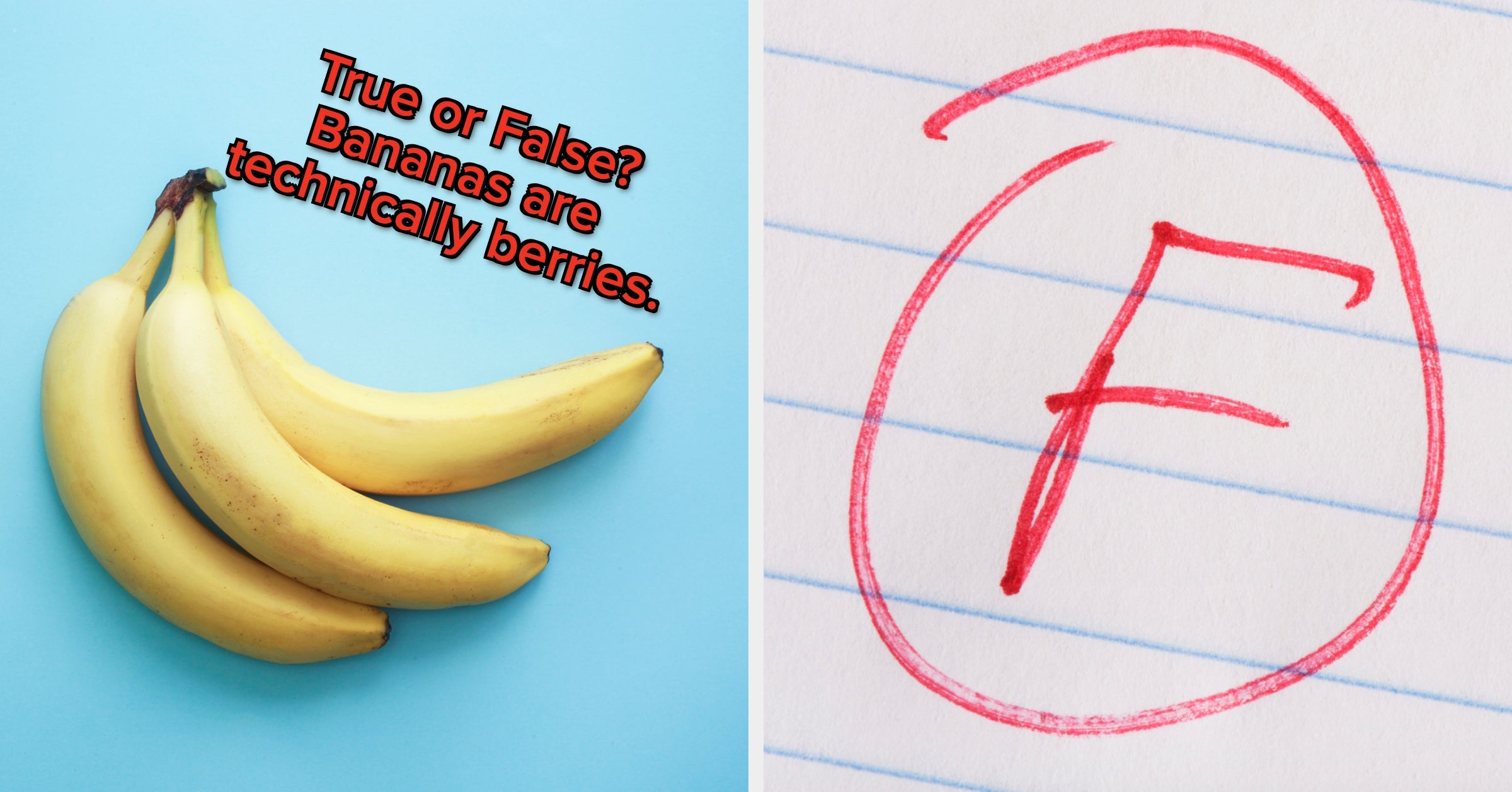 True Or False: General Knowledge Edition