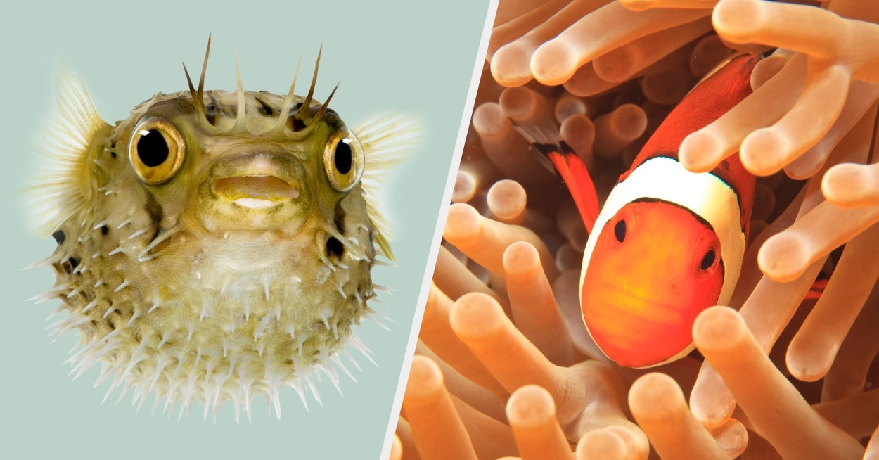 Everyone's Personality Can Be Matched To A Specific Fish — Care To Reveal Yours?