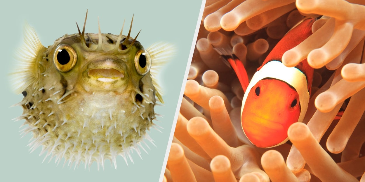 What Kind Of Fish Are You?