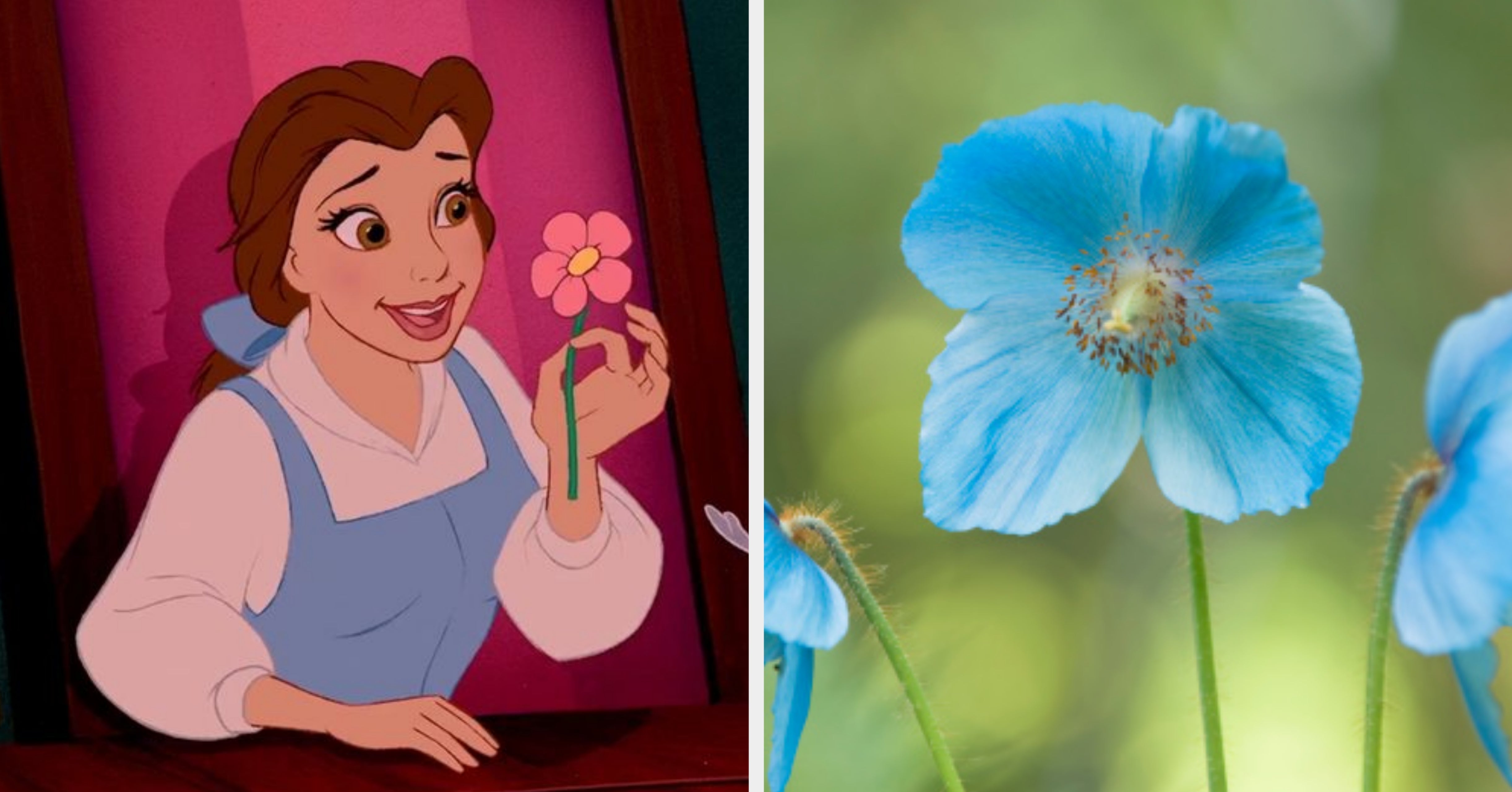 Forget Roses And Daisies: Which One-Of-A-Kind Rare Flower Are You?