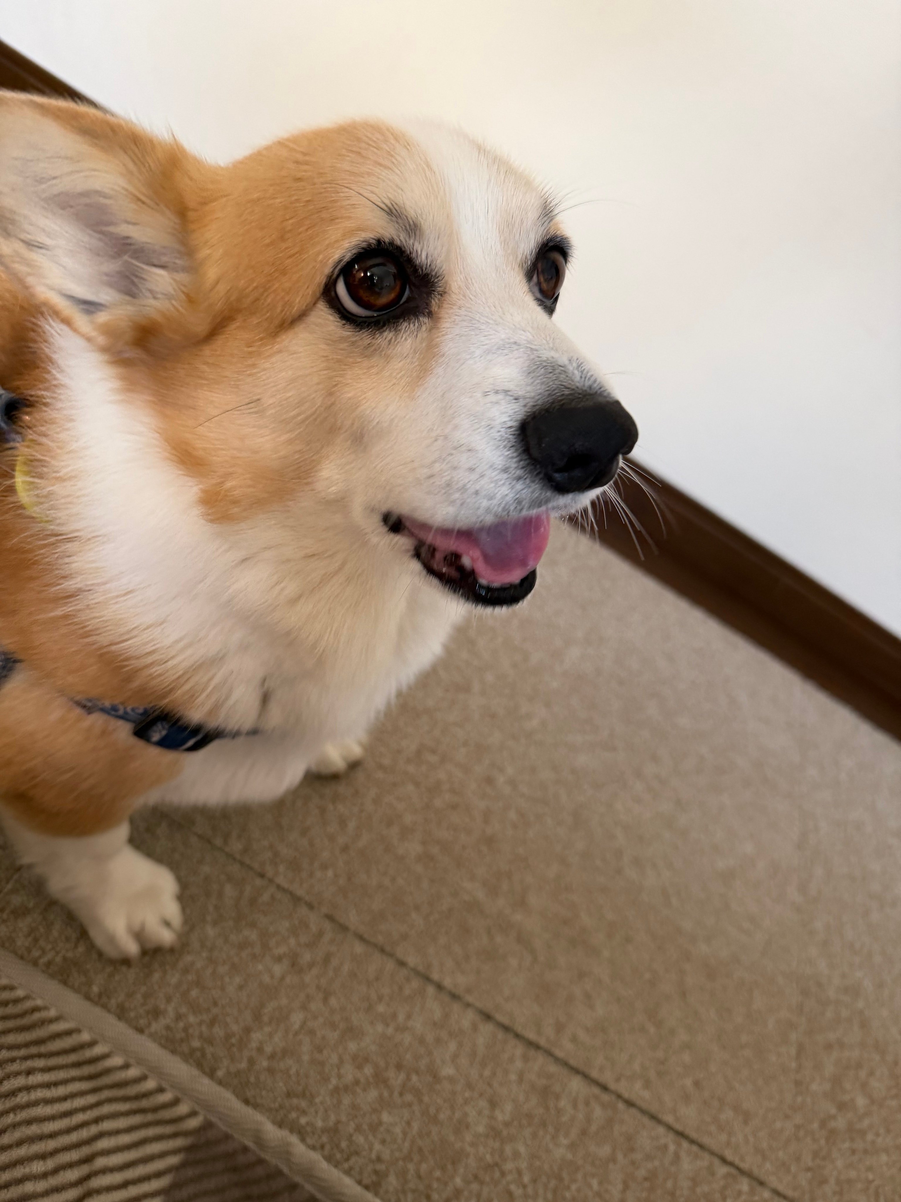 コーギーのなっちゃん（けんたろうさんのXアカウント）