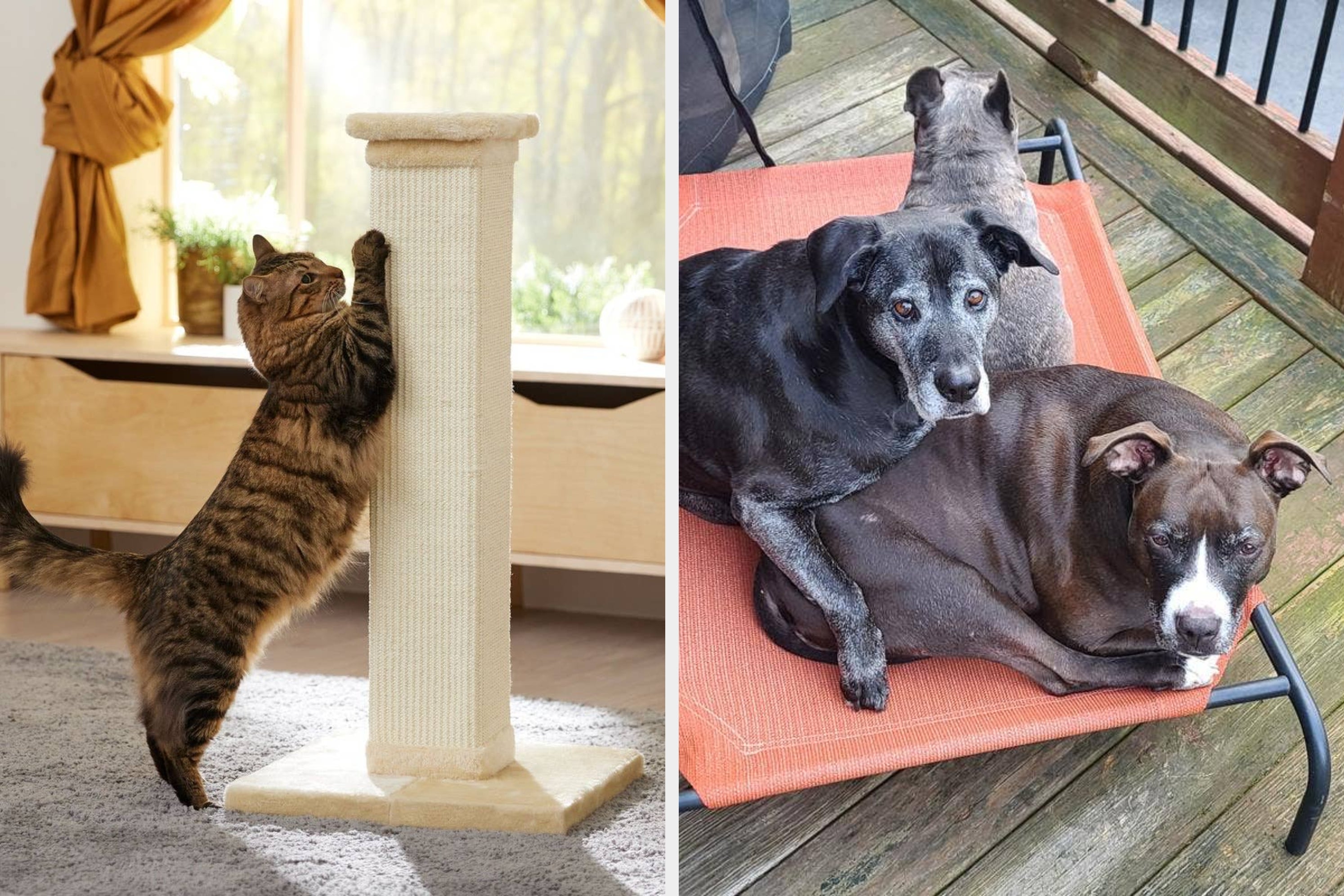 27 Excellent Products From Chewy That Honestly Each Deserve A Trophy