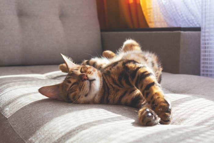A relaxed feline  lying connected  a couch, stretching comfortably with its eyes closed, basking successful  sunlight