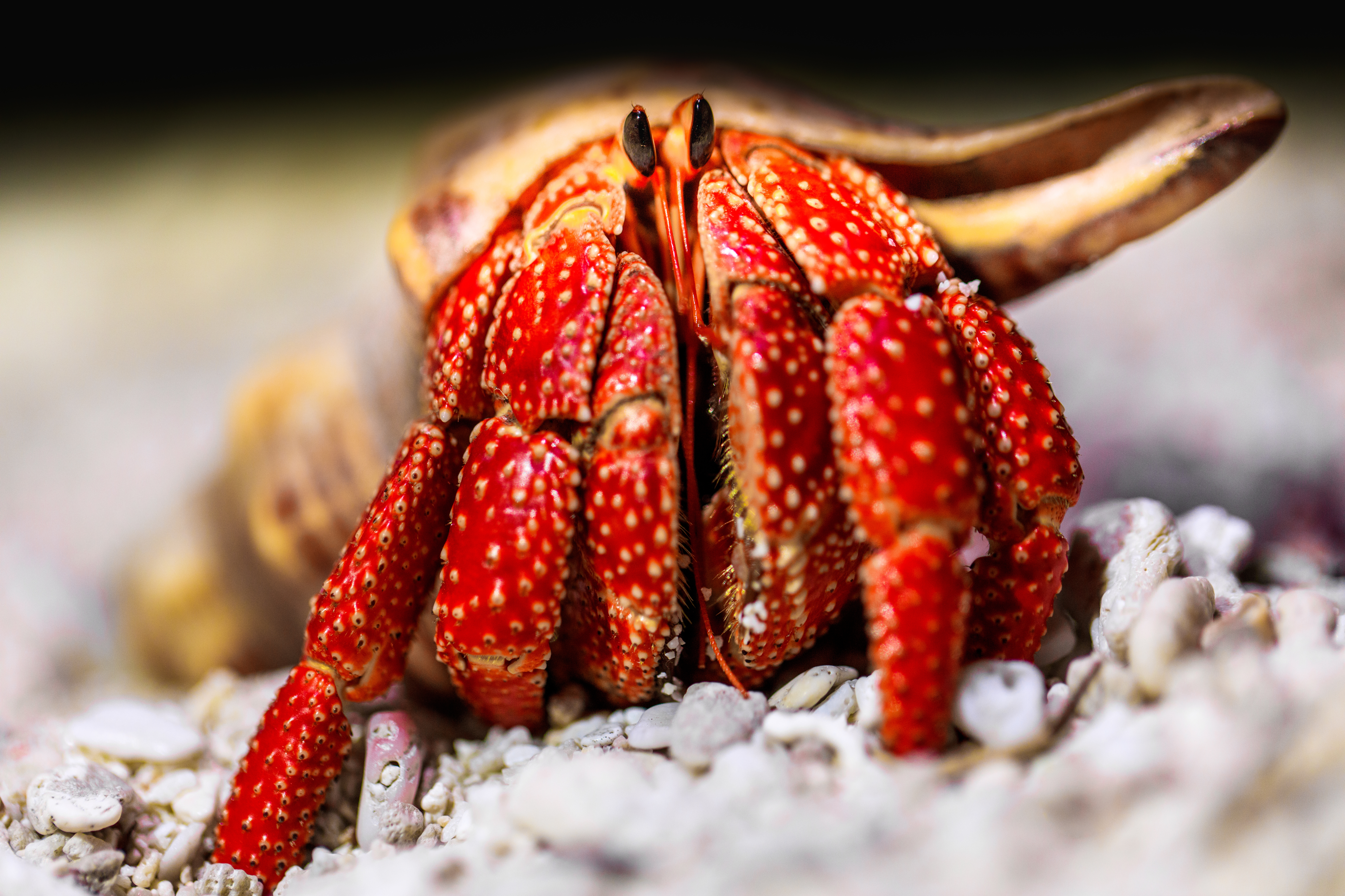 Red hermit crab connected  a sandy surface
