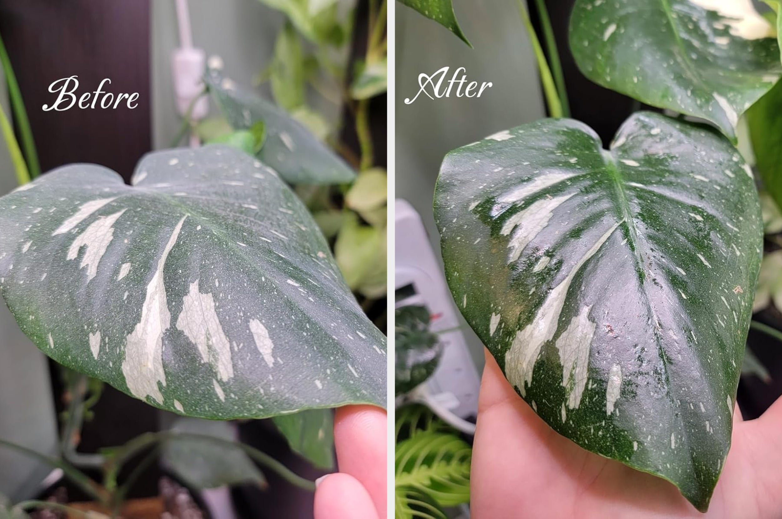 Before and aft  examination  of works  leaves showing improved wellness  and vibrancy