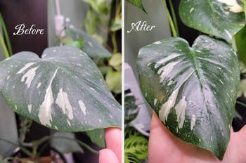Before and aft examination of works leaves showing improved wellness and vibrancy