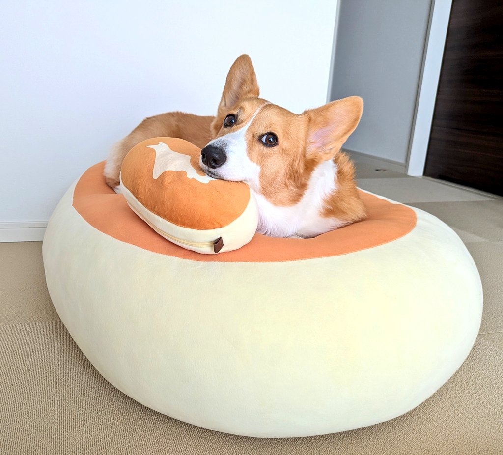 コーギーのこまちちゃん / こまち@彩さん（@komachiaya_）のXより