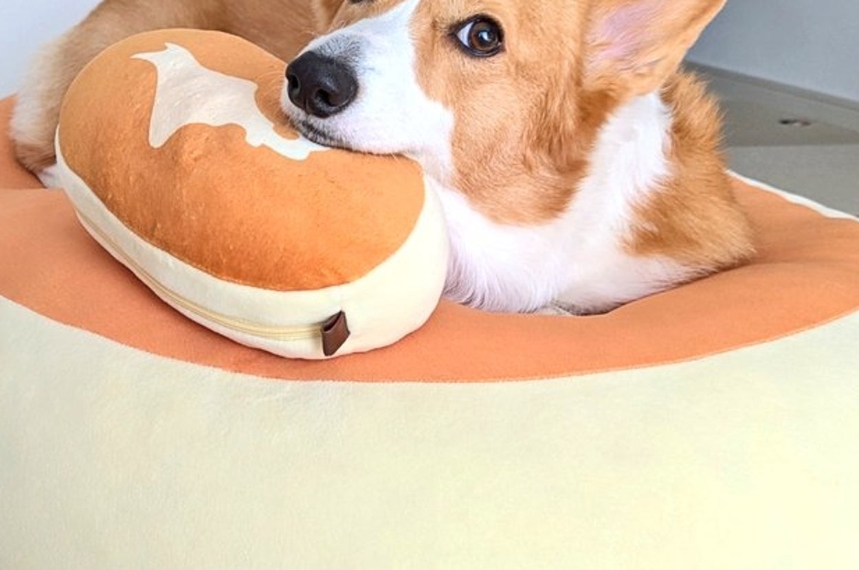 コーギーのこまちちゃん / こまち@彩さん（@komachiaya_）のXより