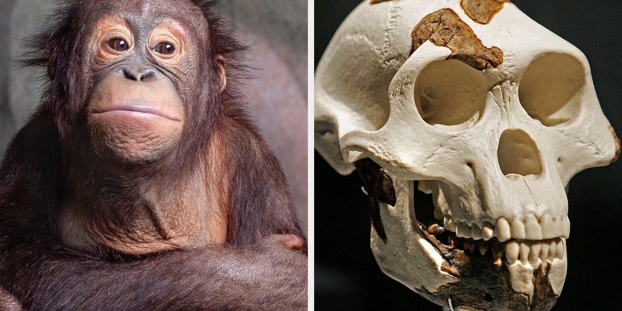 If You Pass This Anthropology Quiz, Your Prehistorical Ancestors Would Be Proud