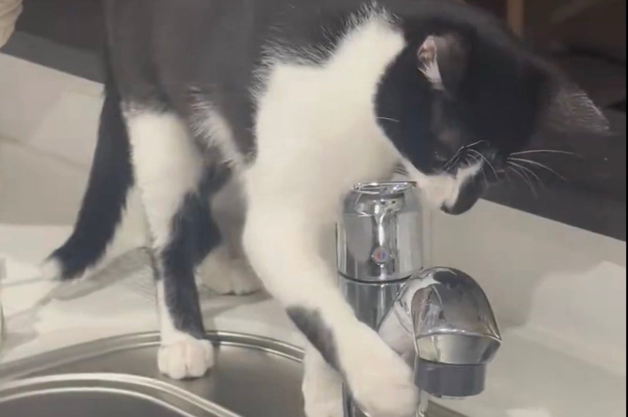 猫がキッチンのシンクの蛇口で遊んでいる様子。