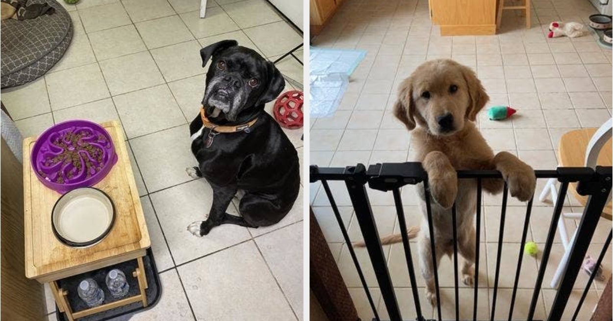 29 Problem-Solving Pet Products From Chewy You'll Wish You'd Had Years Earlier