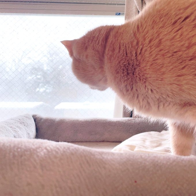 窓の外を眺めるチェルシーちゃん／飼い主・蛭塚都さんのX（@hl_twn）より