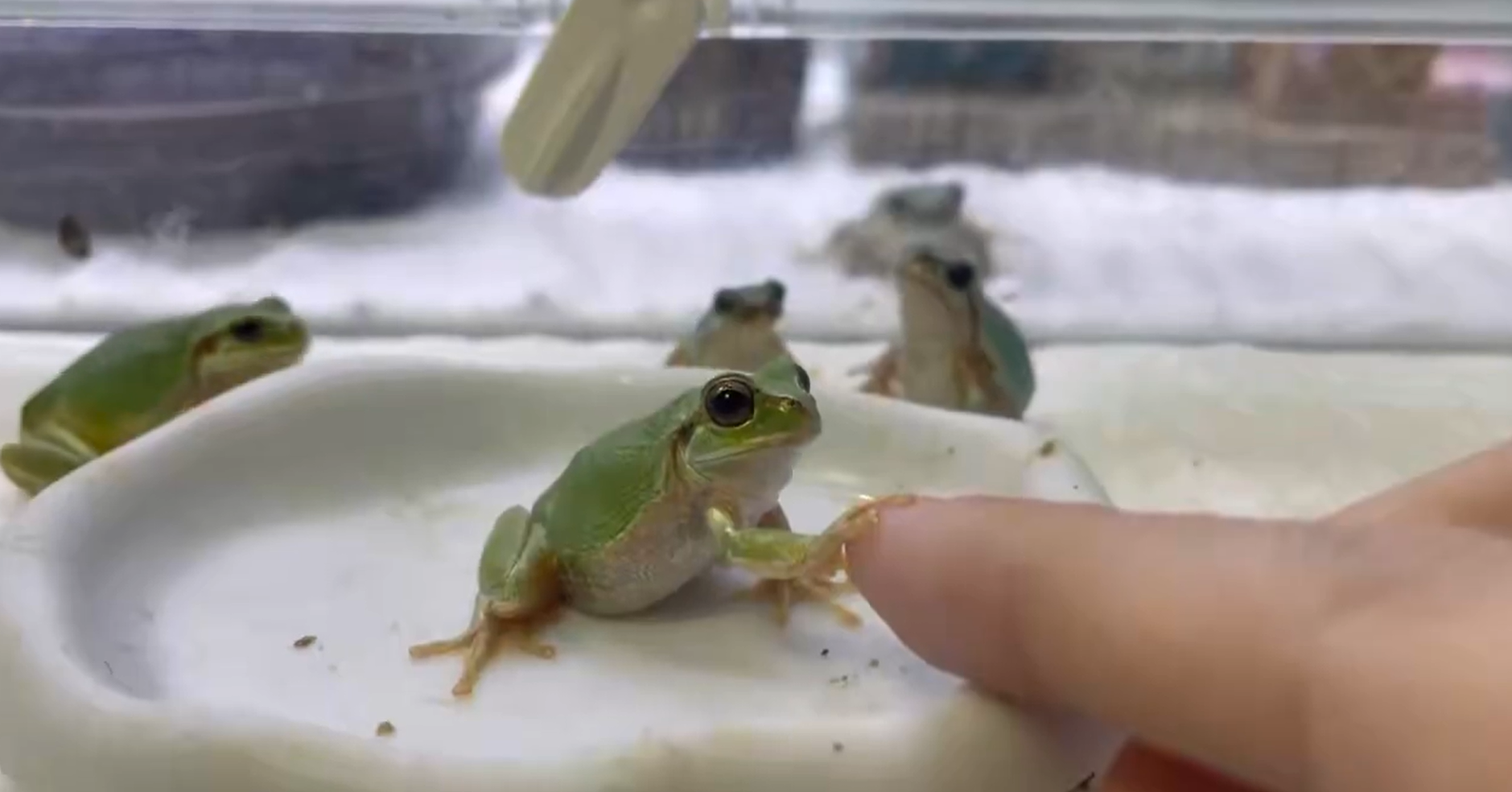 飼い主さんの指に手を乗せるカエルのゆめちゃん / ぴよ@カエルと暮らす（@PIYO_KAERU）さんのXより