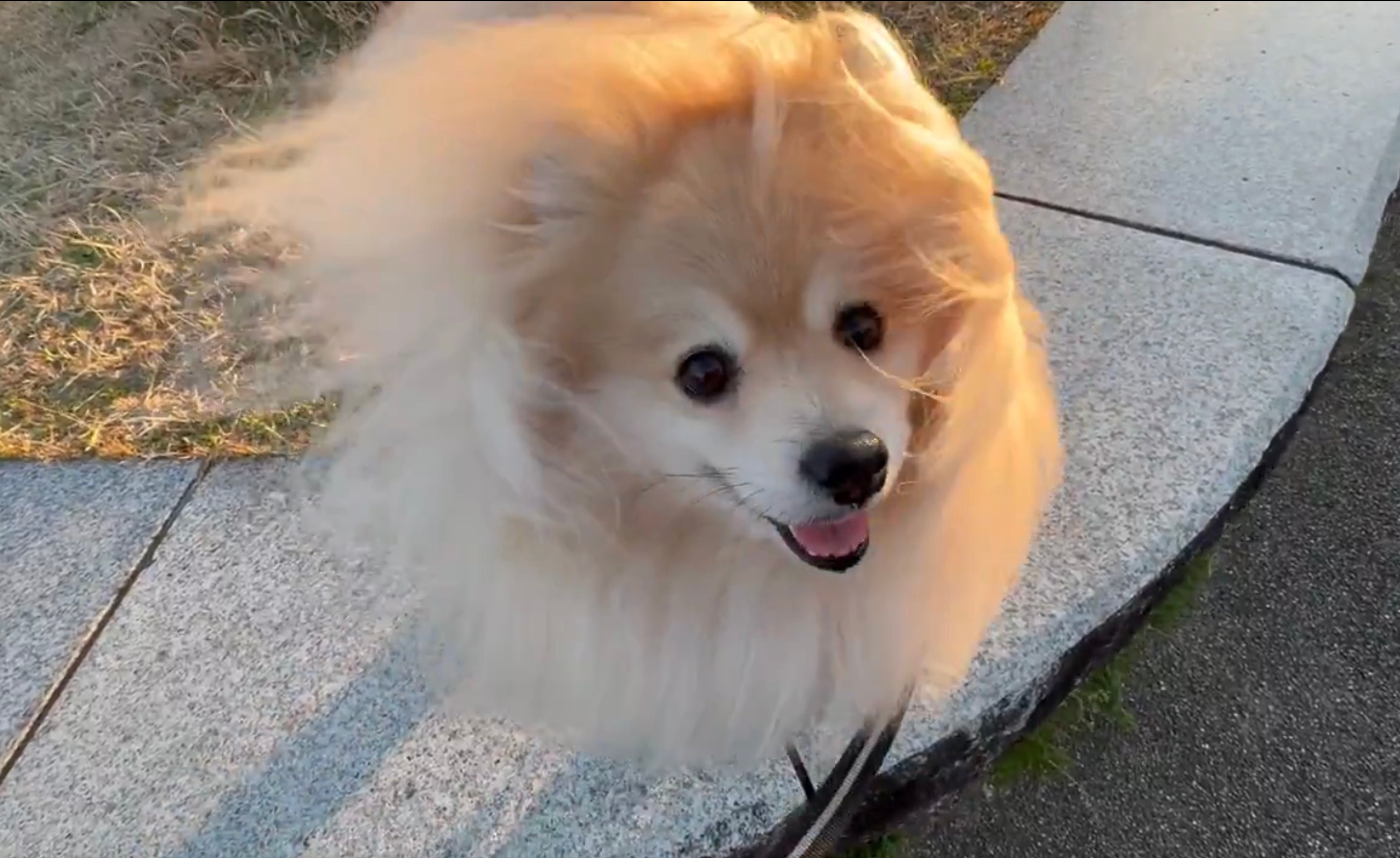 強風の中でも笑顔なぽめおくん／飼い主さんのX（@snow_white_999）より