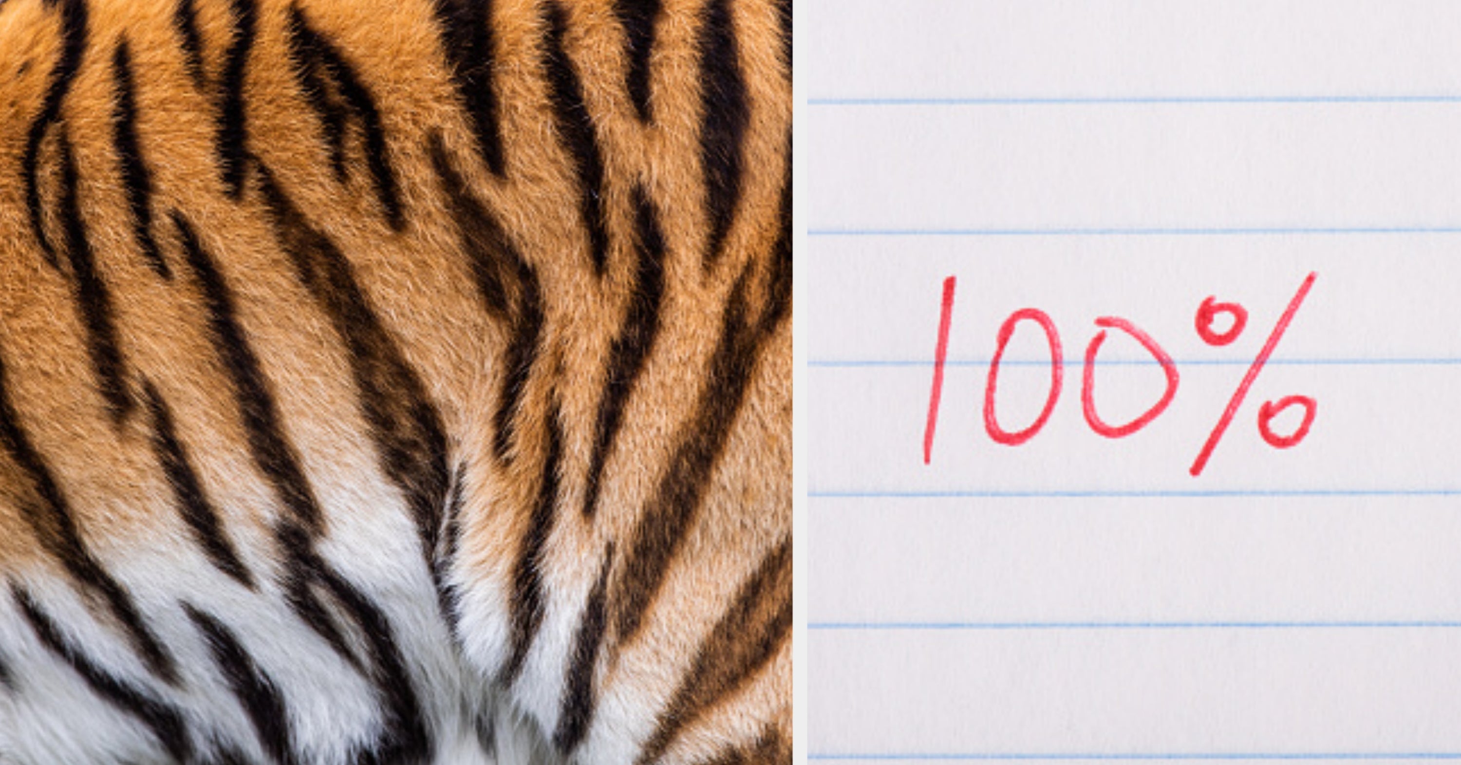 I Bet Your Brain Isn't Fast Enough To Name All These Wild Felines In A Minute Or Less