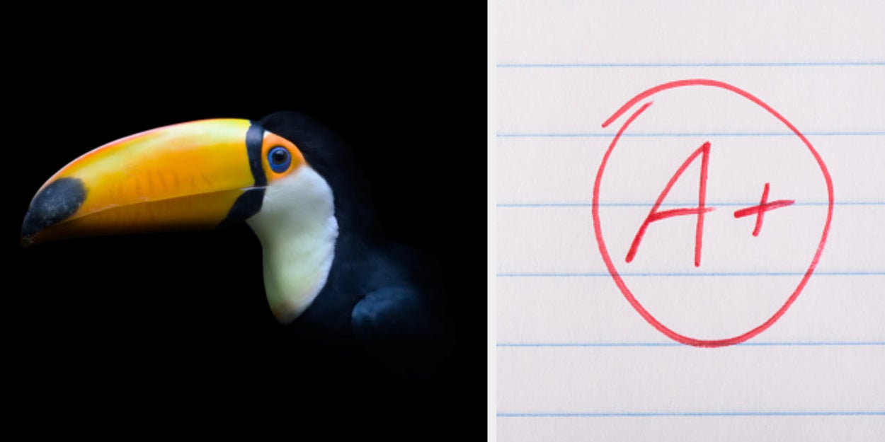 Unless You're Over The Ripe Age Of 52, You Probably Won't Pass This Bird Identification Quiz