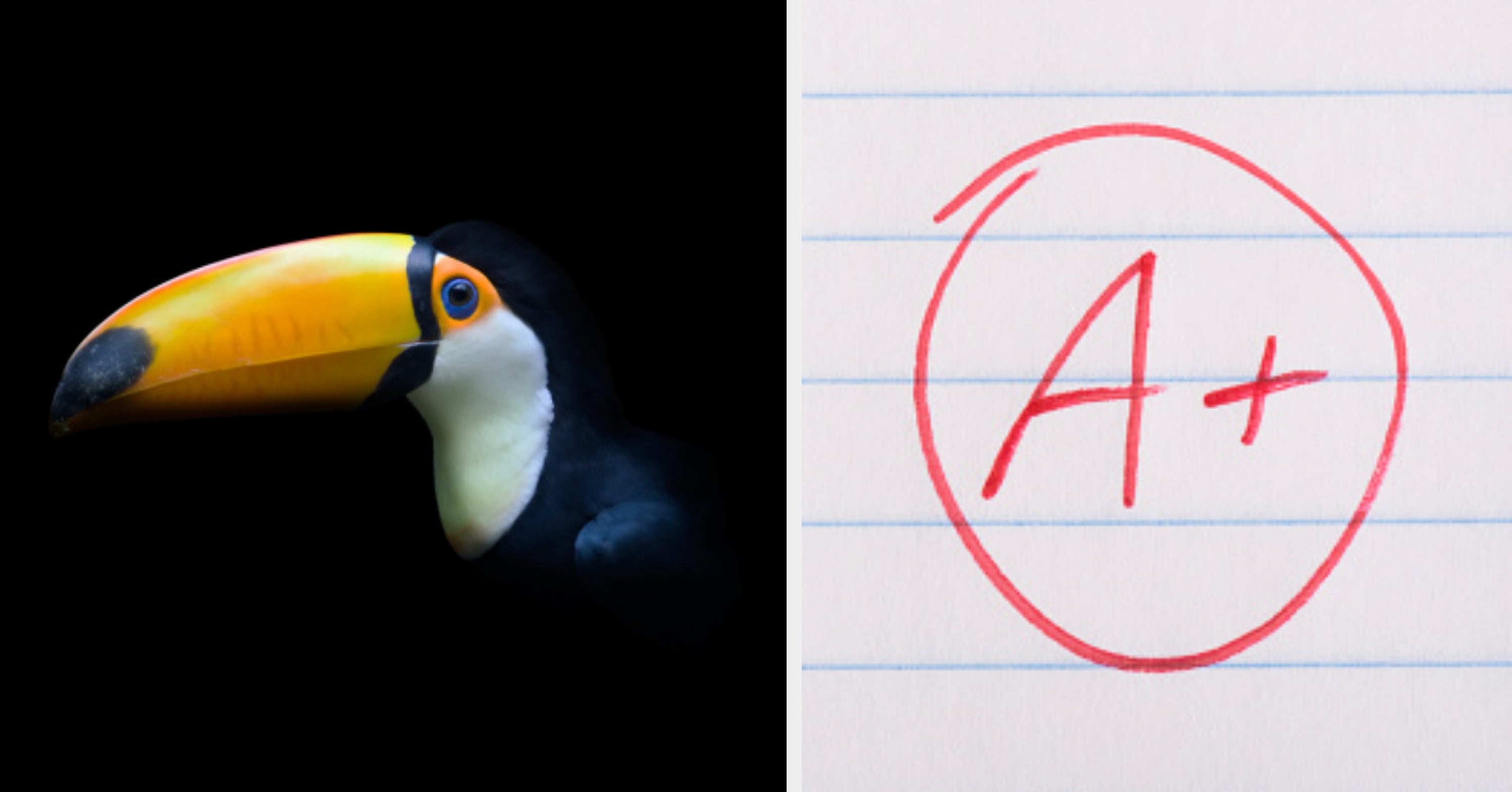 This Timed Bird Species Quiz Is Very, Very, Very, Very, Very, Very, Very, Very, Very, Very Hard — Can You Still Pass It?