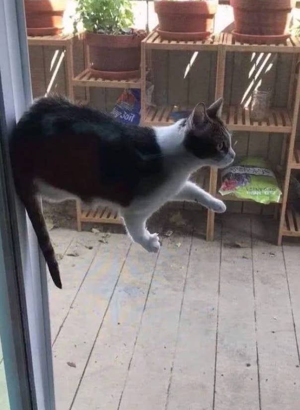 Cat appears to beryllium  floating successful  mid-air beside a solid  door, creating an amusing optical illusion