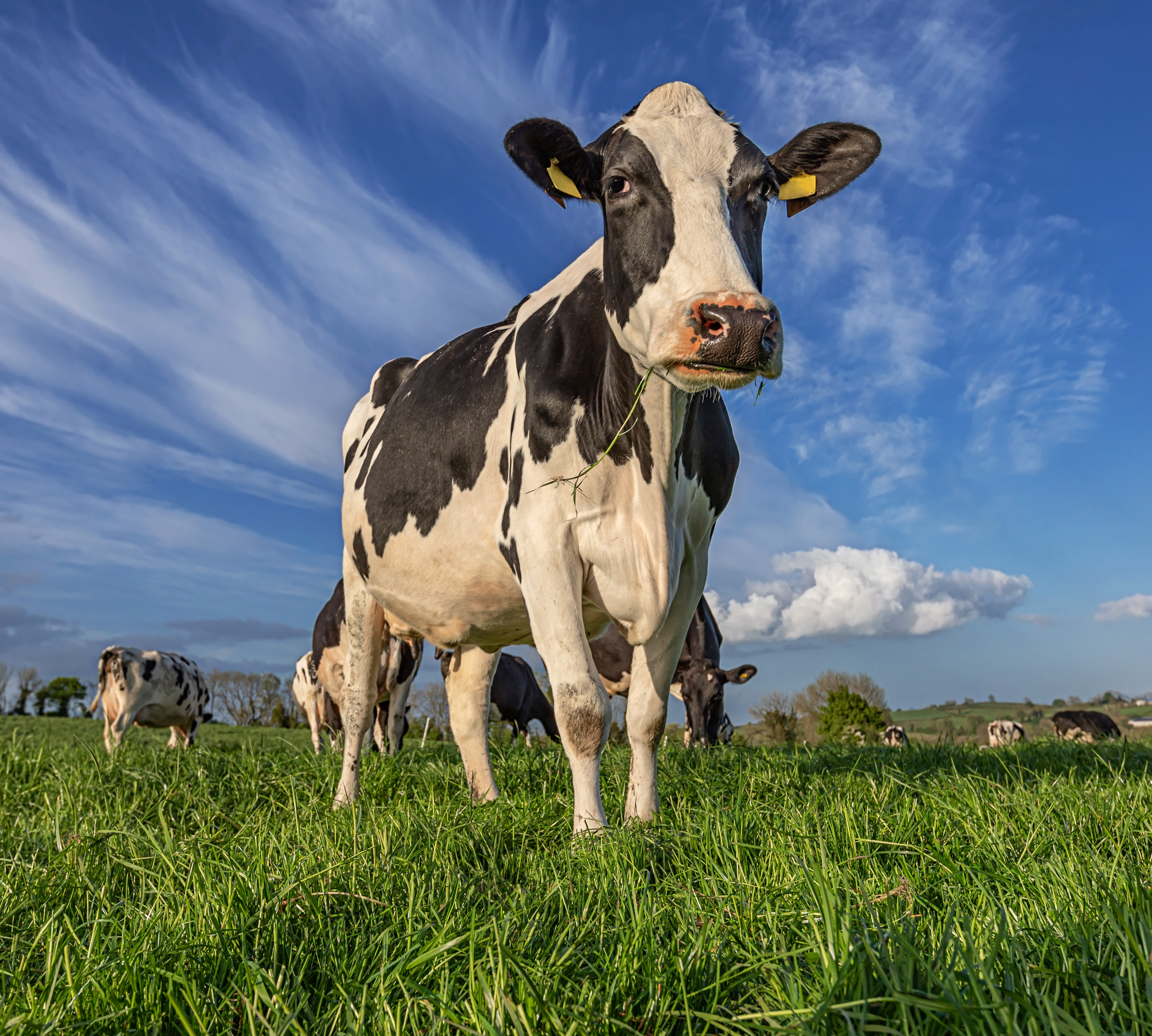 A cattle stands successful a greenish pasture portion different cows graze successful the background