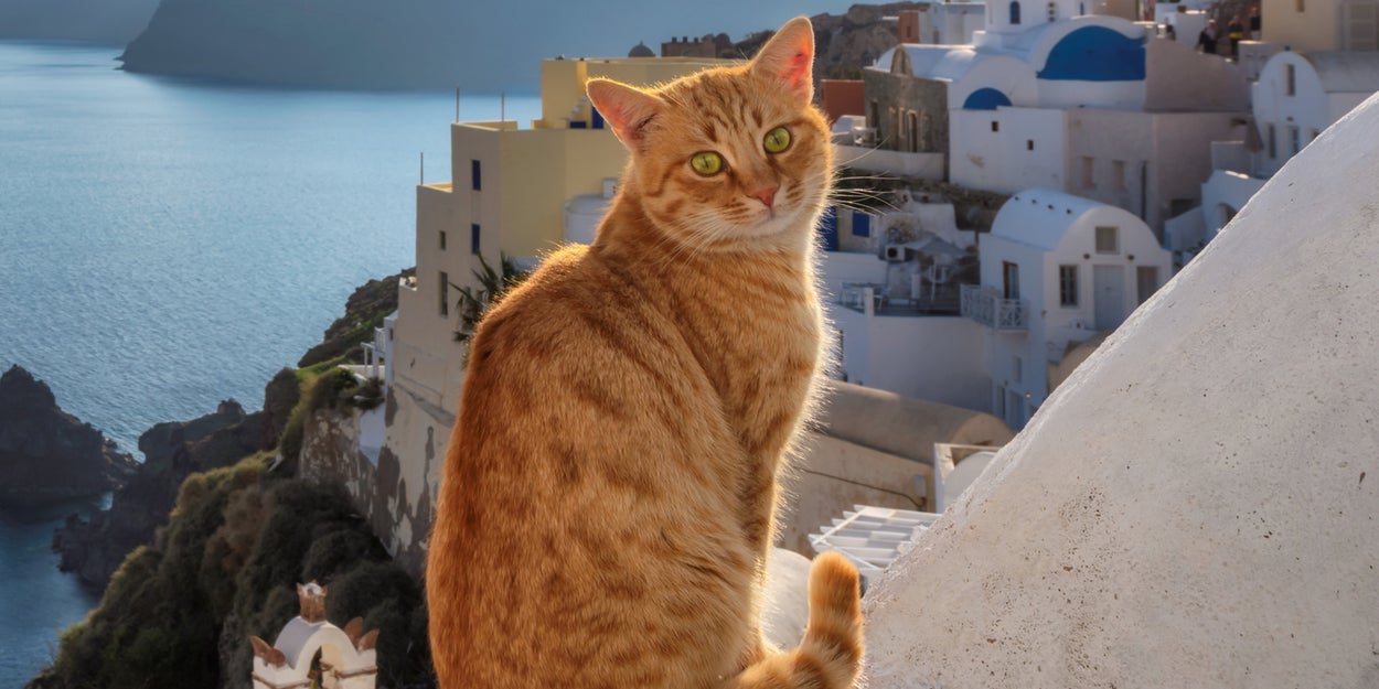 Which Cat Breed Are You? Take A Trip Around The World To Find Out