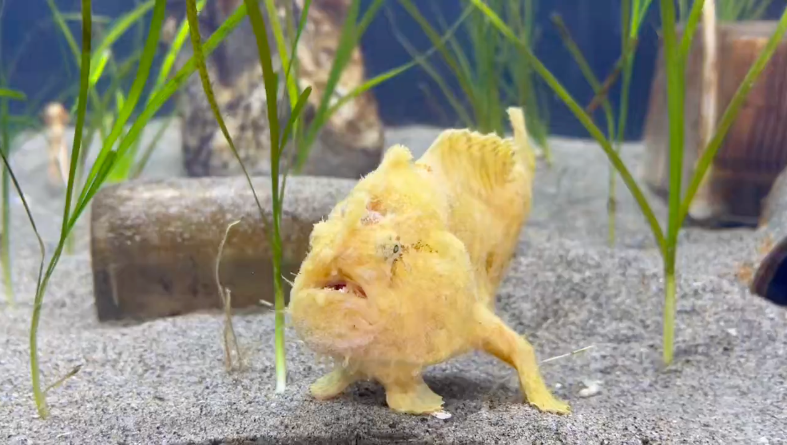 普段のカエルアンコウ（浜名湖体験学習施設ウォットのXアカウント）