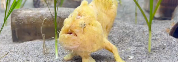 普段のカエルアンコウ（浜名湖体験学習施設ウォットのXアカウント）