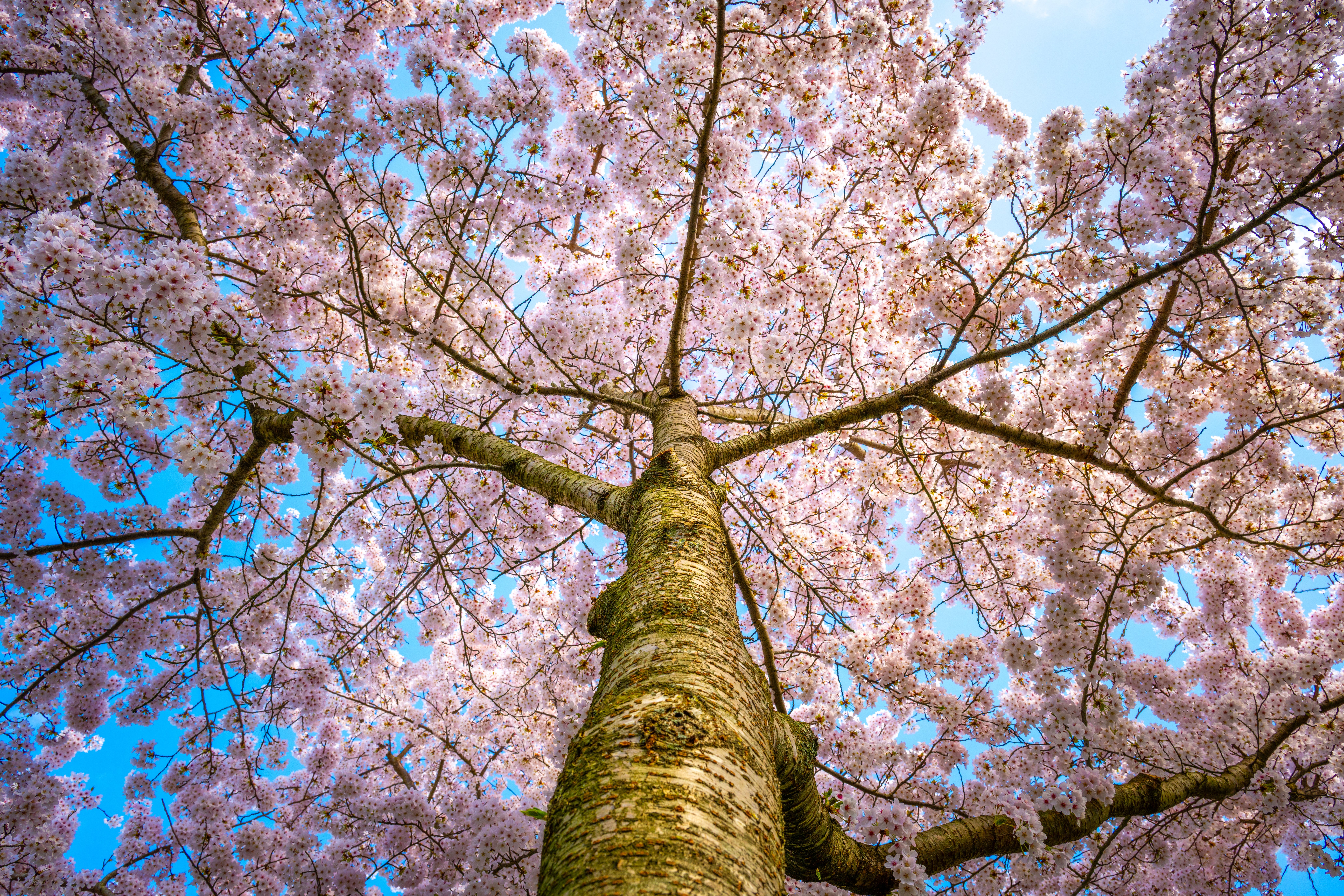 日本の絶景桜スポット13選と半額以下の宿泊情報