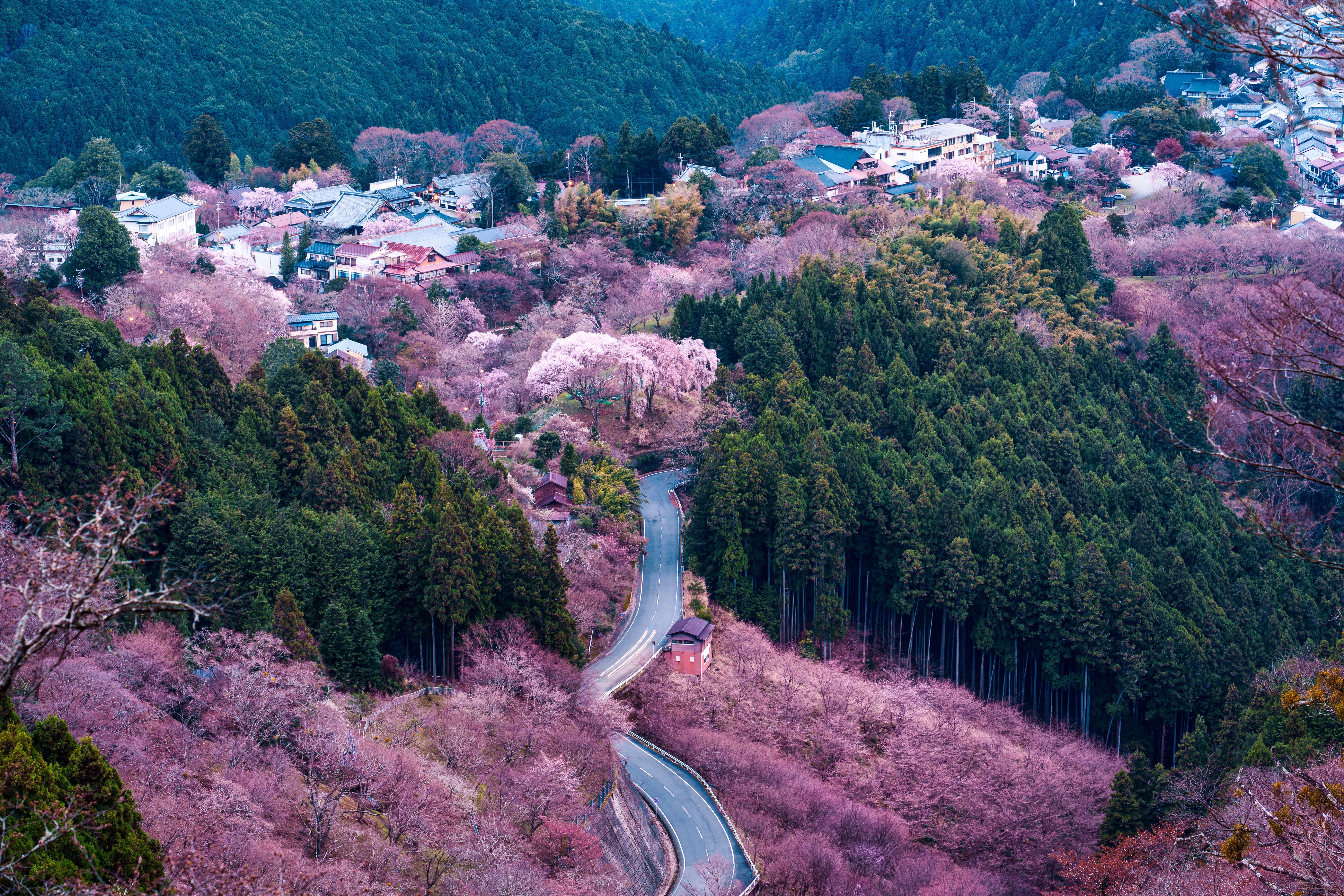 日本の絶景桜スポット13選と半額以下の宿泊情報