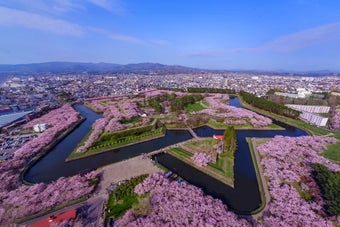 広大な桜並木に囲まれた星形の五稜郭の空撮写真。背景には市街地が広がっている。