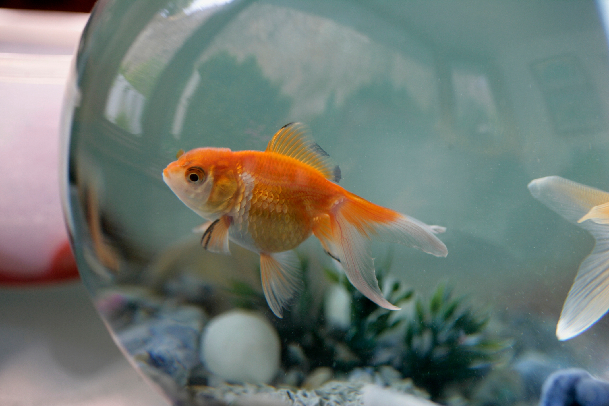 Goldfish swims wrong  a vessel  with pebbles and plants, showcasing its flowing fins and circular  body