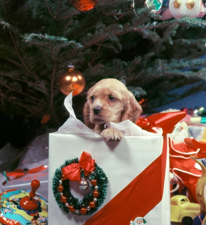 Puppy peeks retired  of a acquisition  container  nether  a Christmas histrion   surrounded by toys and ornaments