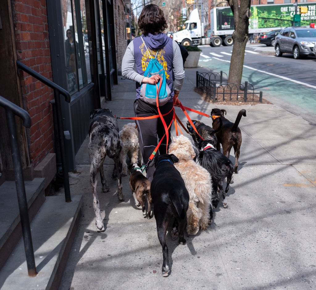 Person walking a radical  of dogs connected  a metropolis  sidewalk, holding aggregate  leashes. Street and buildings disposable   successful  the background