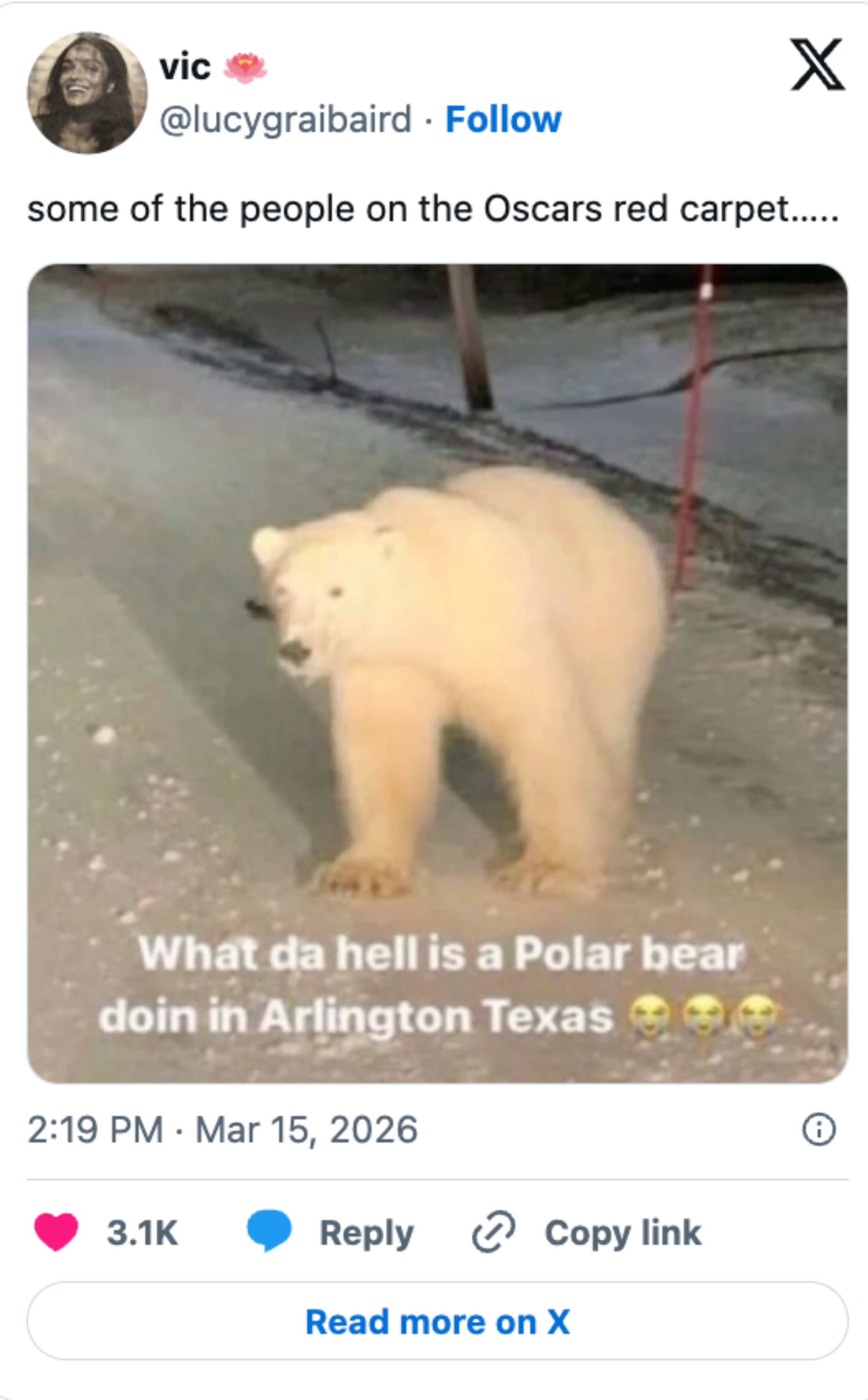 Polar bear walking outdoors with text: "What da hell is a Polar bear doin in Arlington Texas." Appears on red carpet in Oscars context