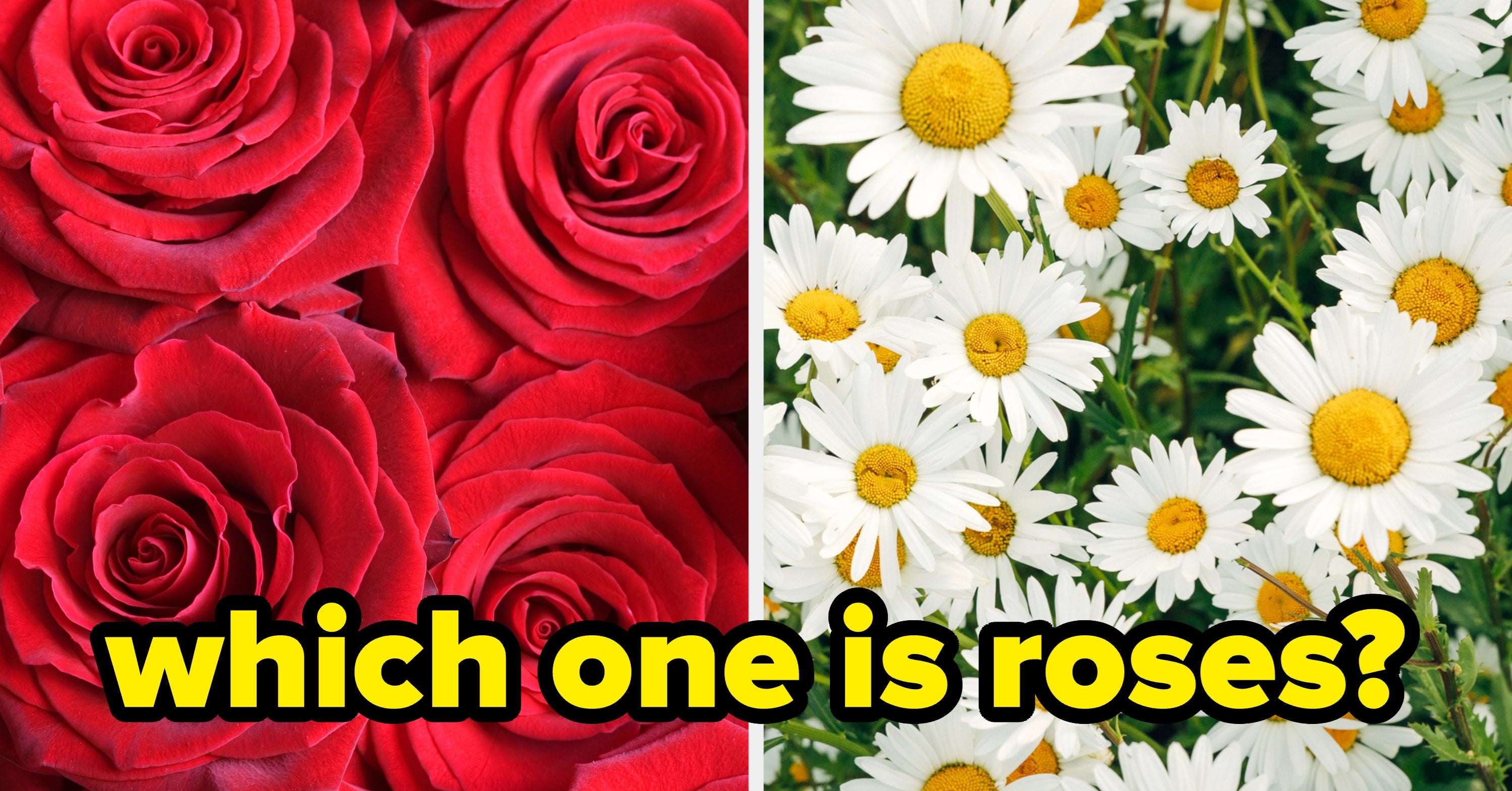 If You Can Identify 9/12 Of These Flowers, You're Officially A Plant Connoisseur