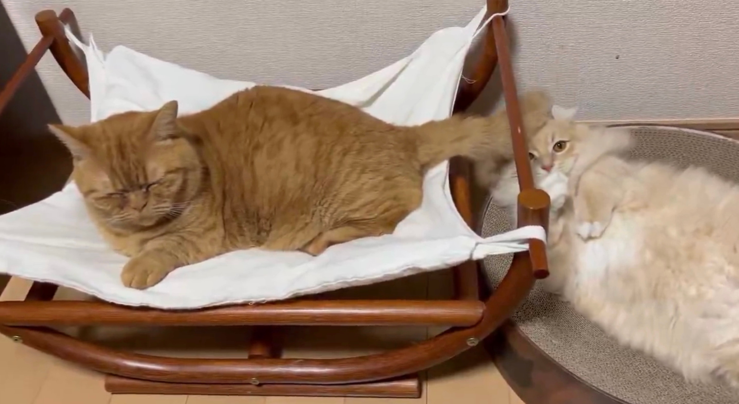 しっぽで顔をぺしぺしするちょこくん（左）とぺしぺしされるチロルくん（右）／飼い主さんのX（@necole_cc22）より