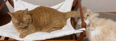 しっぽで顔をぺしぺしするちょこくん（左）とぺしぺしされるチロルくん（右）／飼い主さんのX（@necole_cc22）より