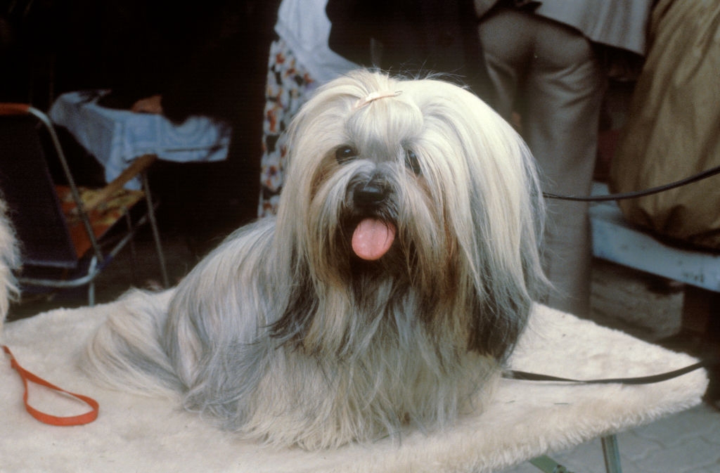 Shaggy-coated canine  with agelong  hair, lingua  out, sitting connected  a grooming array  astatine  a show