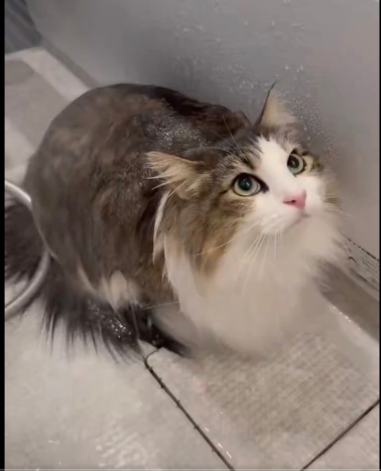 シャワーを浴びるシィクくん／飼い主さんのX（@sheik_norwegian）より