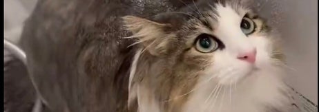 シャワーを浴びるシィクくん／飼い主さんのX（@sheik_norwegian）より